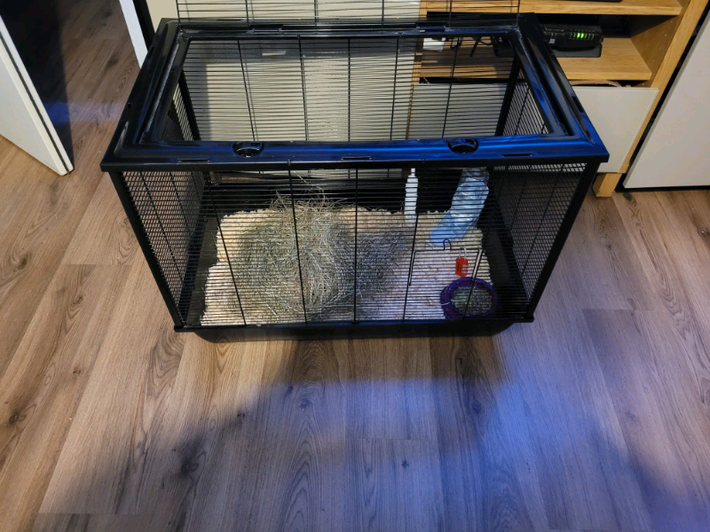 dog crate guinea pig cage
